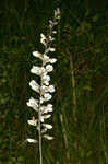 Spiked wild indigo